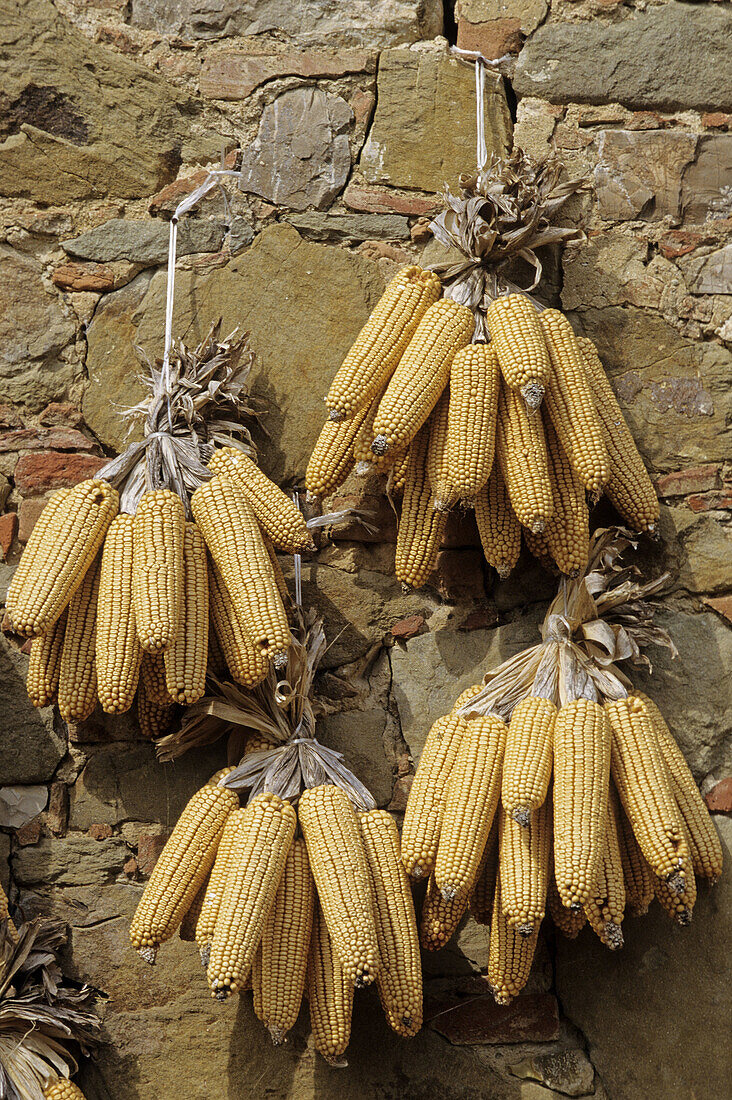 Drying corncobs. Tuscany, Italy