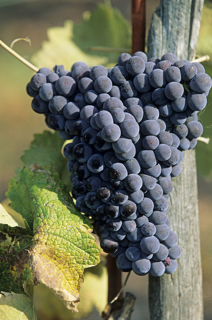 Vineyards. Tuscany, Italy