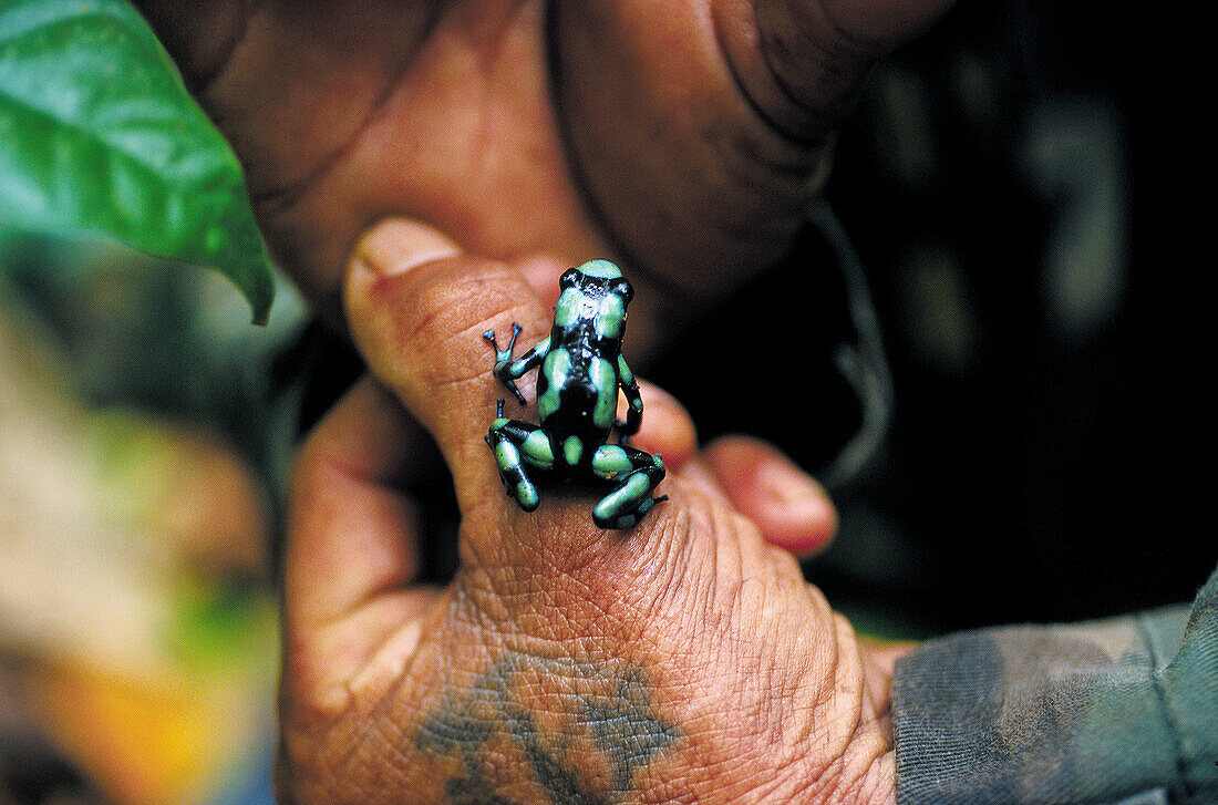 Green and black poison frog (Dendrobates auratus) at costal rainforest. Kuna Yala. San Blas region. Panama