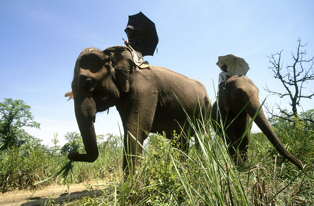 Asiatic elephant (Elephas maximus). Chitwan National Park. Nepal