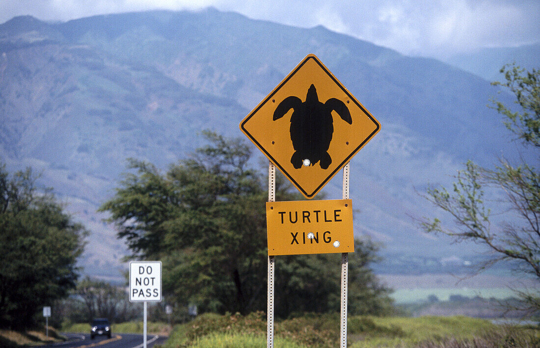Turtle crossing sign. Maui island. Hawai