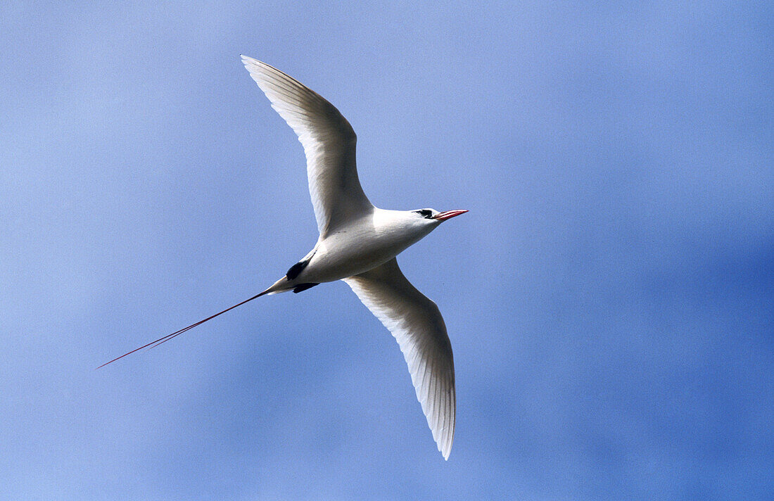 Red-tailed Tropicbird (Phaeton rubricauda). Kauai island. Hawai