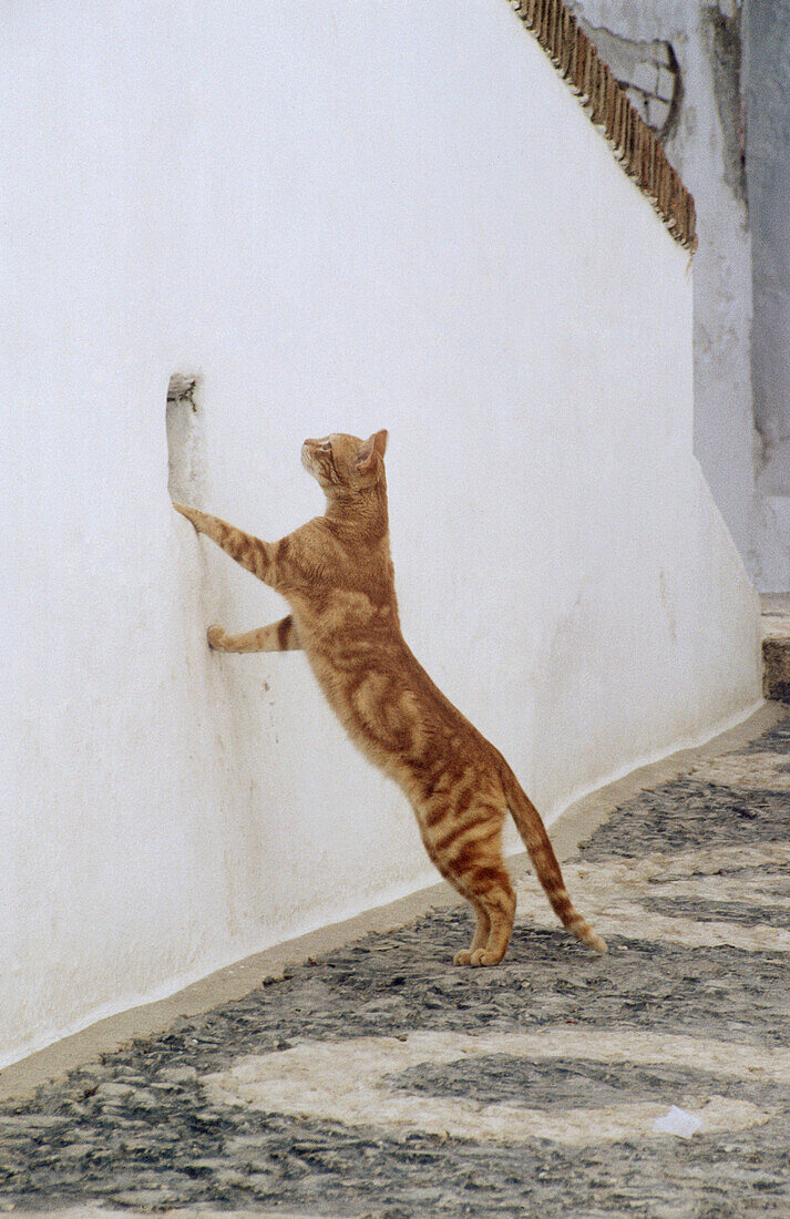 Cat. Sevilla. Spain