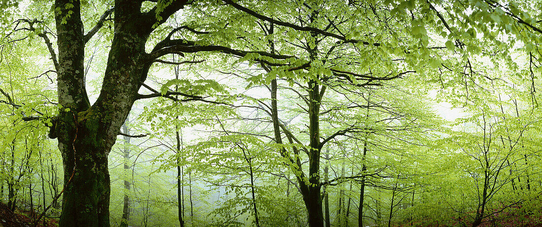 Beechwood (Fagus sylvatica). Roncesvalles. Pyrenees. Navarra. Spain