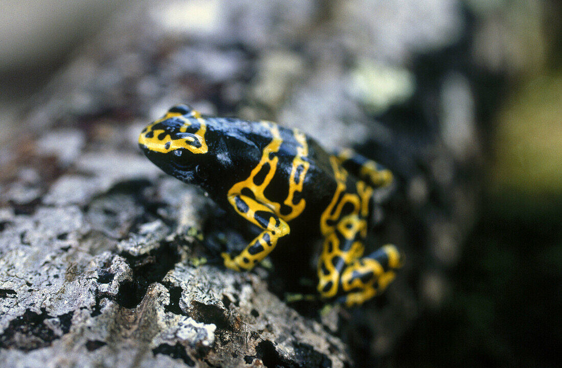 Yellow banded poison dart frog (Dendrobates leucomelas). Auyan Tepui. Orinoco River basin. Venezuela