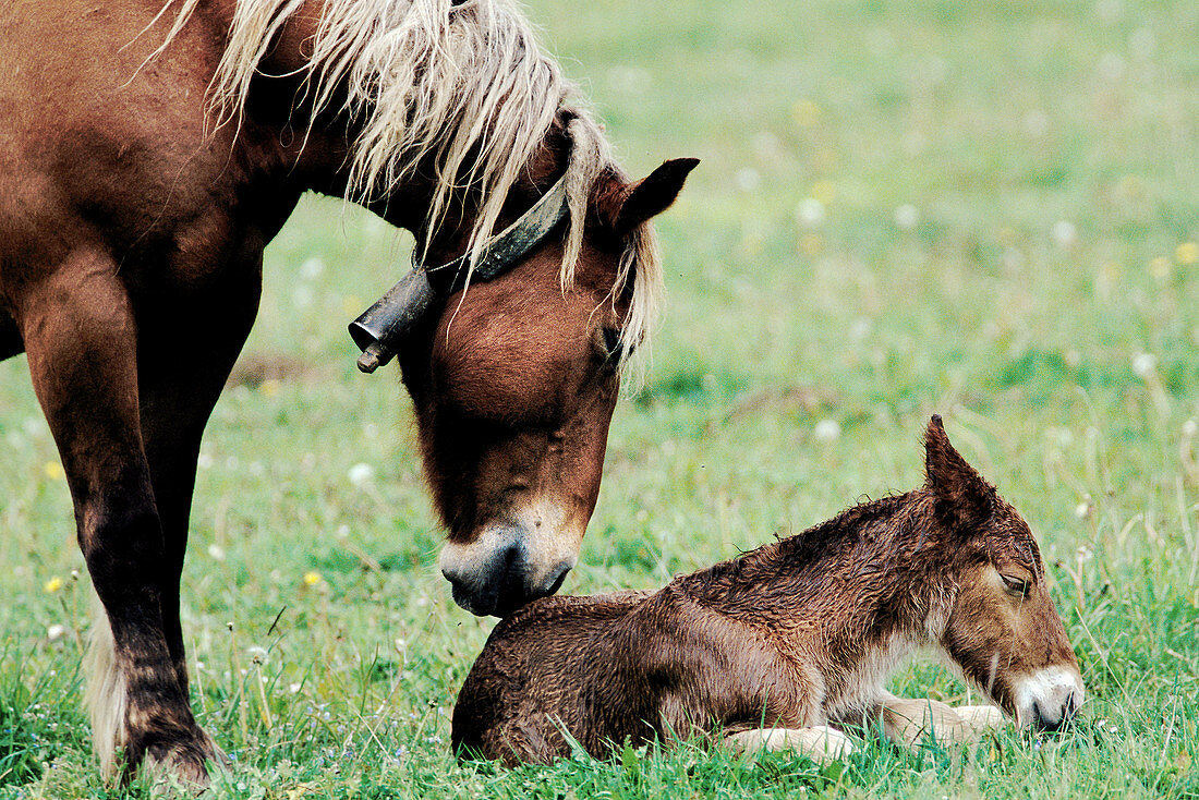 Mare and foal. Valle del Roncal. Navarra. Spain