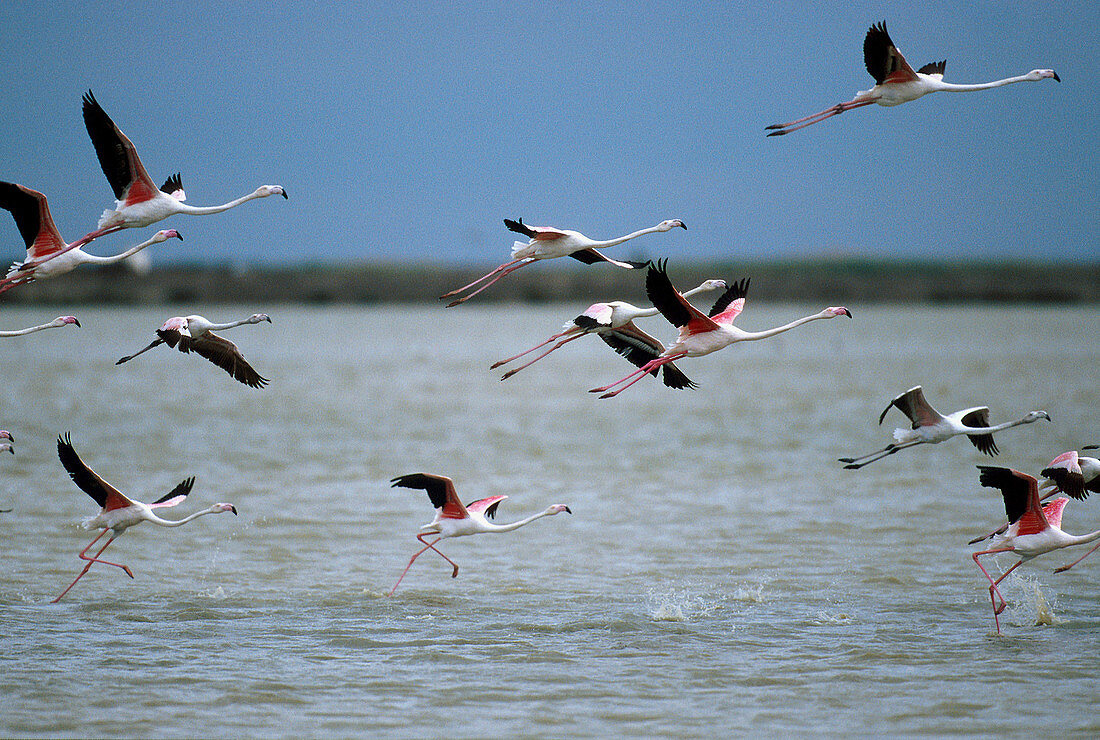 Greater flamingos (Phoenicopterus ruber) taking off. Doñana National Park. Spain
