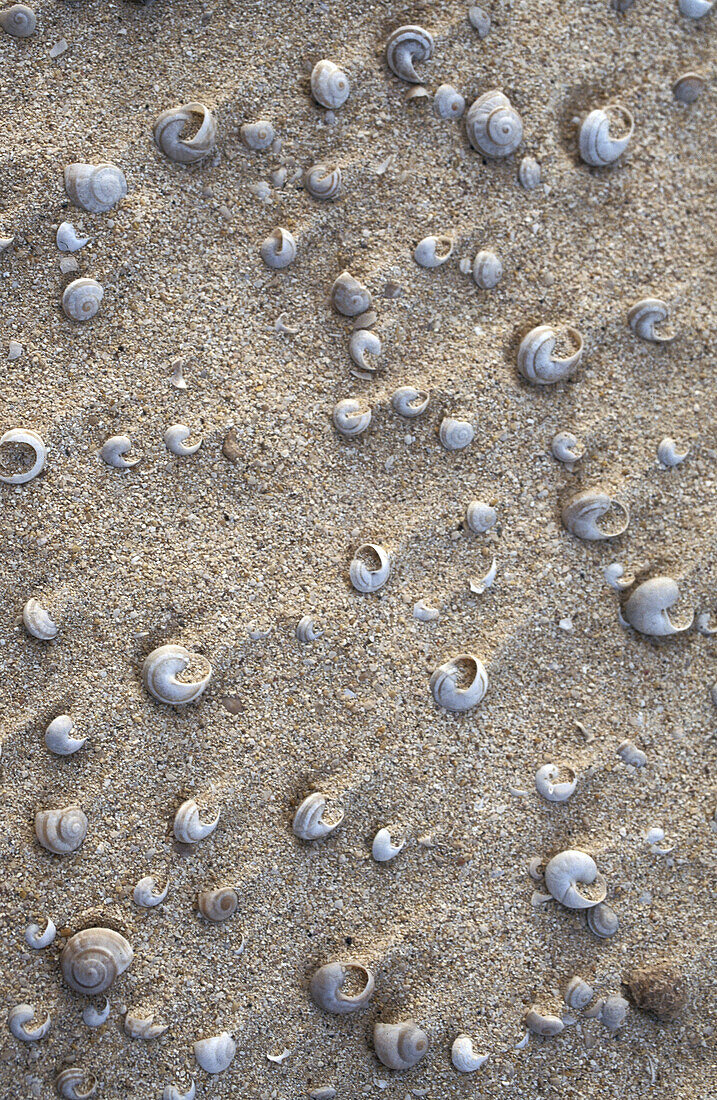 Sand and sea shells. Lobos Island. Canary Islands. Spain
