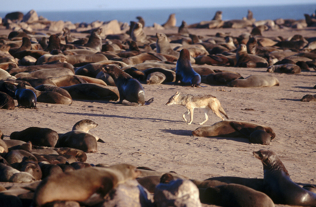 Jackal (Canis mesomelas) walking between afro-australian fur seals (Arctocephalus pusillus). Namib desert. Namibia