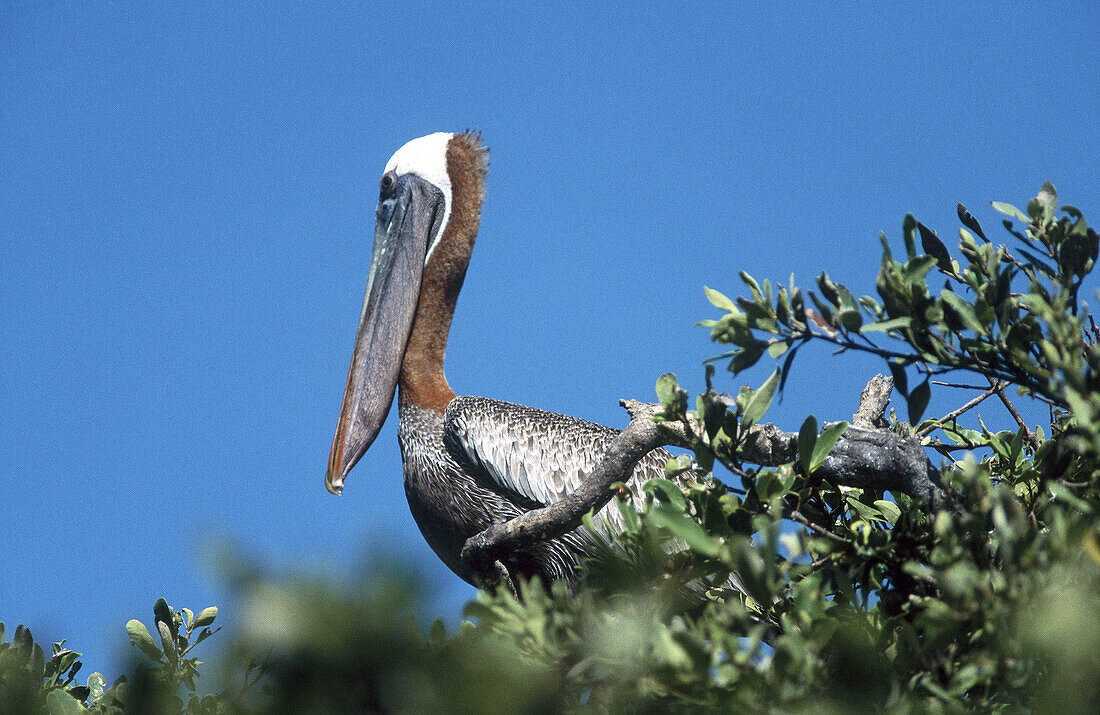 Brown pelican (Pelecanus occidentalis). Los Roques archipelago. Caribbean sea. Venezuela