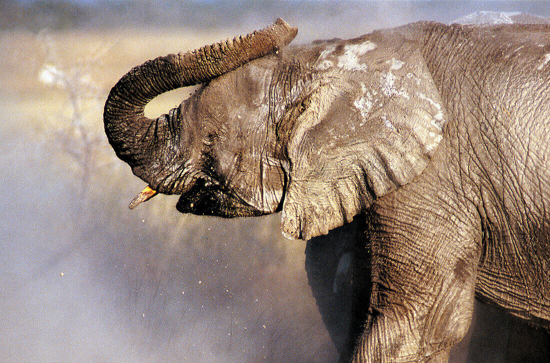 African elephant (Loxodonta africana). Etosha National Park. Namibia