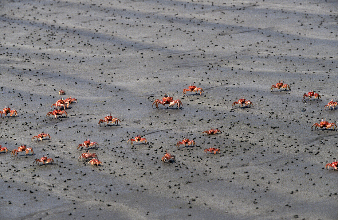 Crabs at Manuel Antonio National Park mangrove beach. Costa Rica
