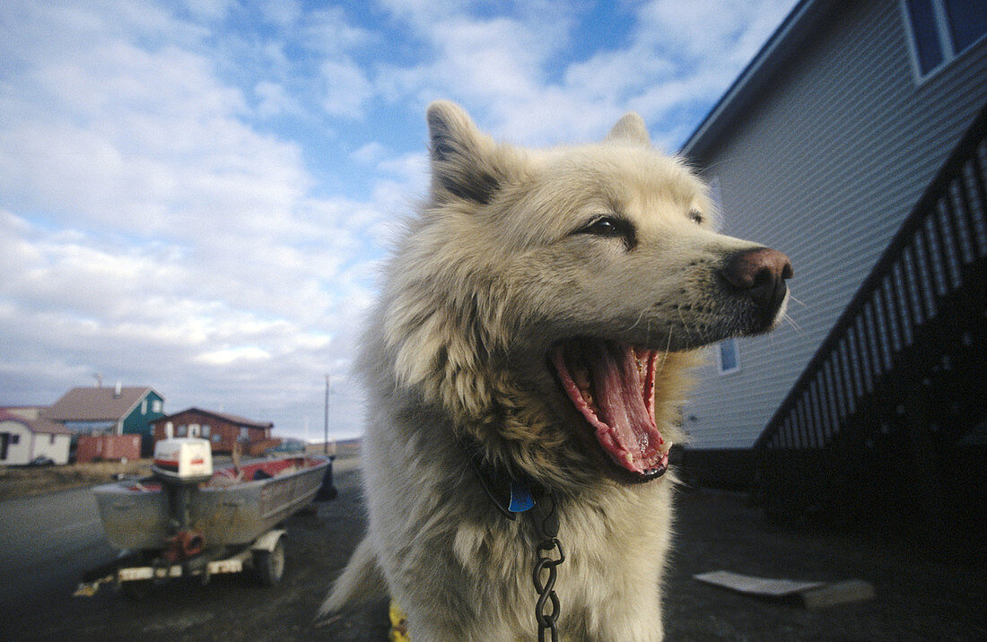 Huskies. Seward peninsula. Alaska. USA