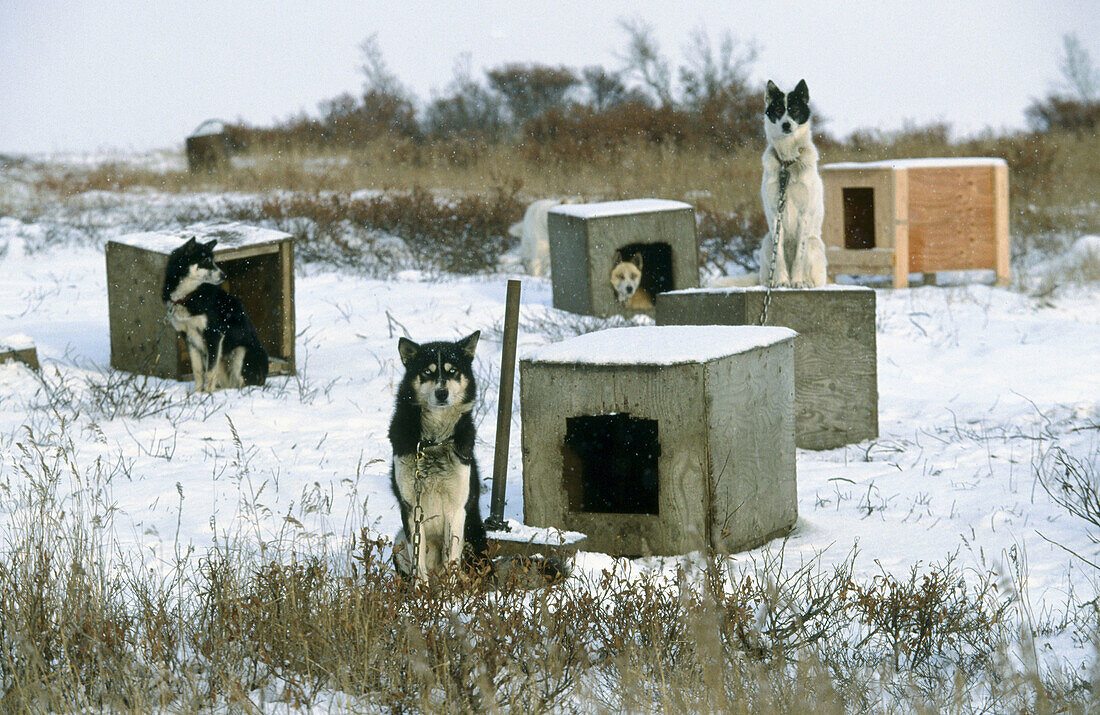 Huskies. Seward peninsula. Alaska. USA