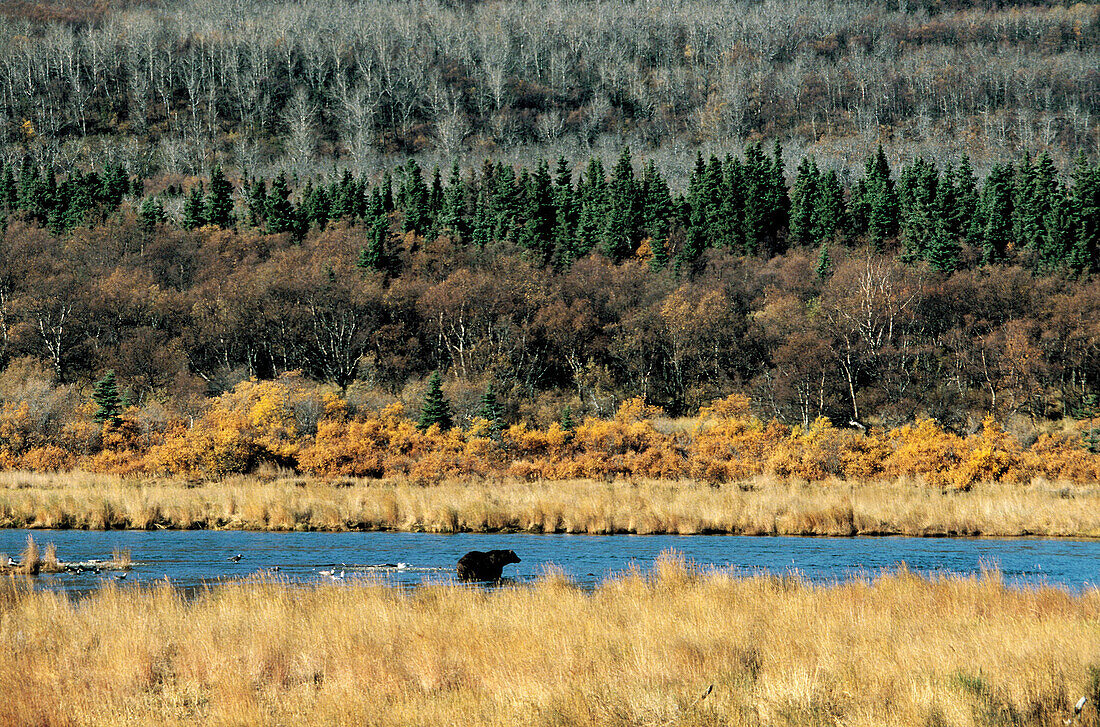 Grizzly bear (Ursus arctos). Katmai National Park. Alaska. USA