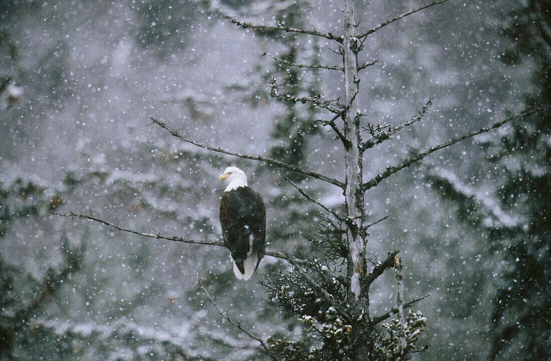 Bald eagle (Haliaeetus leucocephalus). Chilkat Bald Eagle Preserve. Haines, Alaska. USA
