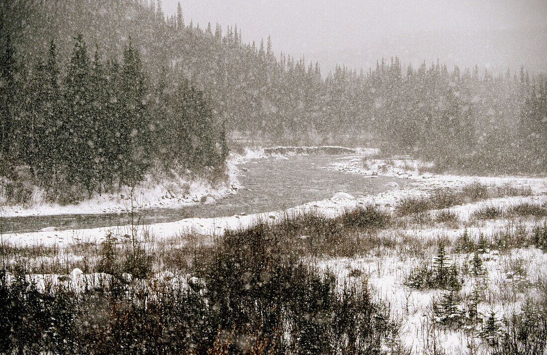 Denali National Park. Alaska. USA