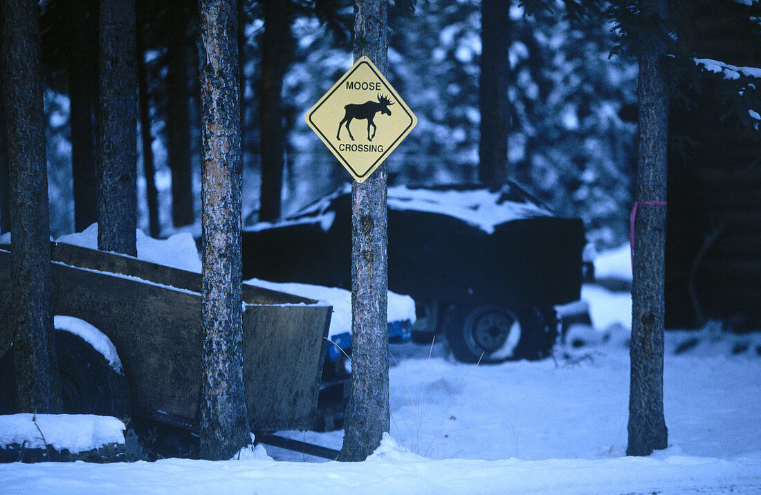 Moose crossing sign. Tok. Alaska. USA