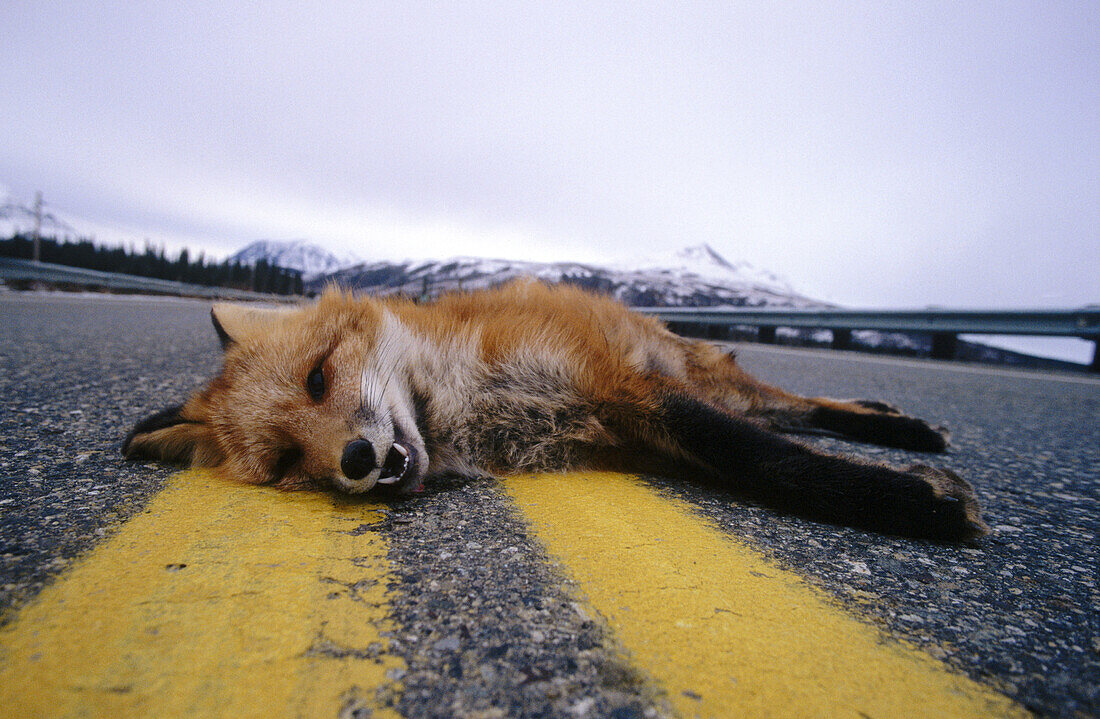 Fox roadkill. Denali National Park. Alaska. USA