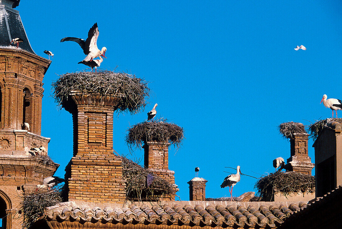 White stork (Ciconia ciconia) in nest. Alfaro cathedral. La Rioja. Spain