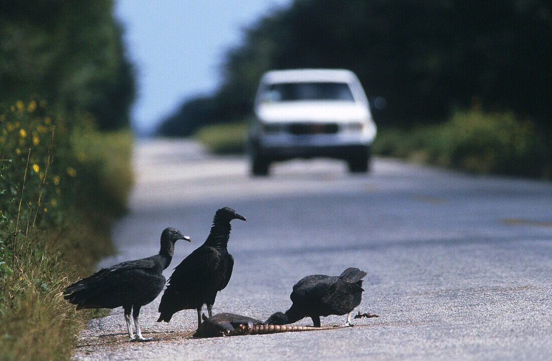 Black vulture (Coragyps atratus) eating roadkill armadillo. Yucatan. Mexico