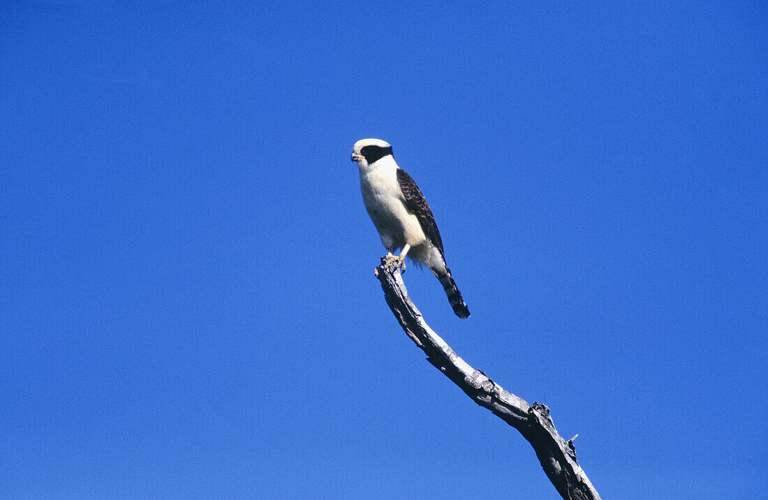 Laughing falcon (Herpetotheres cachinnans). Yucatan peninsula. Mexico