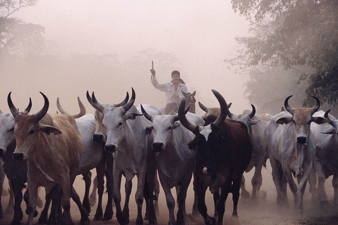 Herdsman with cows. Amazonia. Moxos plains. Bolivia