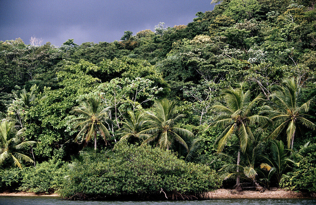 Mangrooves, rainforest and palm tress. Kuna Yala. San Blas region. Caribbean sea. Panama