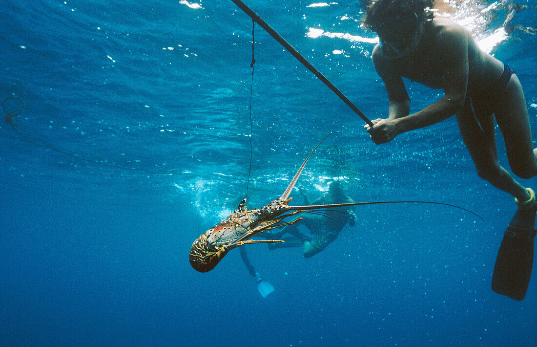 Lobster fishing in the Caribbean Sea. Kuna Yala, San Blas, Panama
