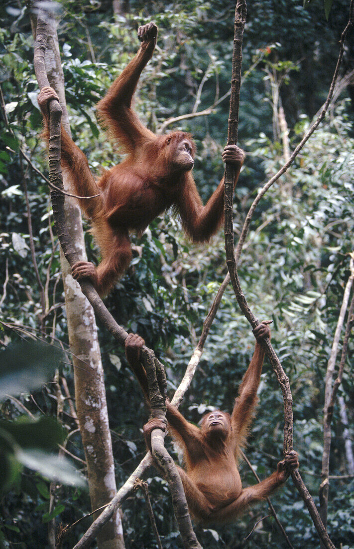 Orangutans (Pongo pygmaeus). Gunung Leuser National Park. Sumatra. Indonesia