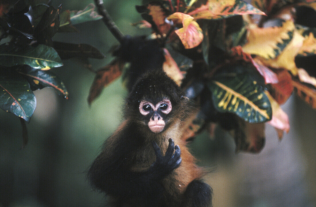 Central american spider monkey (Ateles geoffroyi panamensis). Tortuguero National Park. Costa Rica