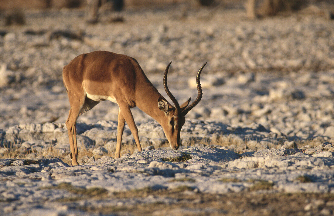 Impala (Aepyceros melampus). Namib desert. Namibia