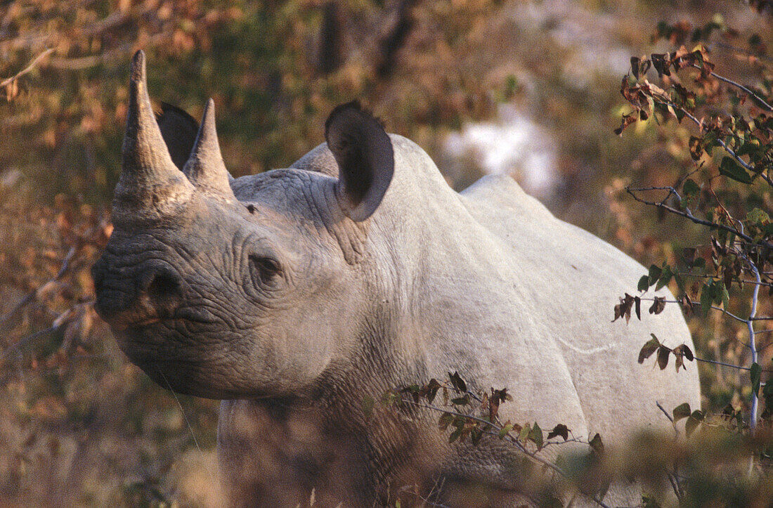 Black rhinoceros (Diceros bicornis). Etosha National Park. Namibia