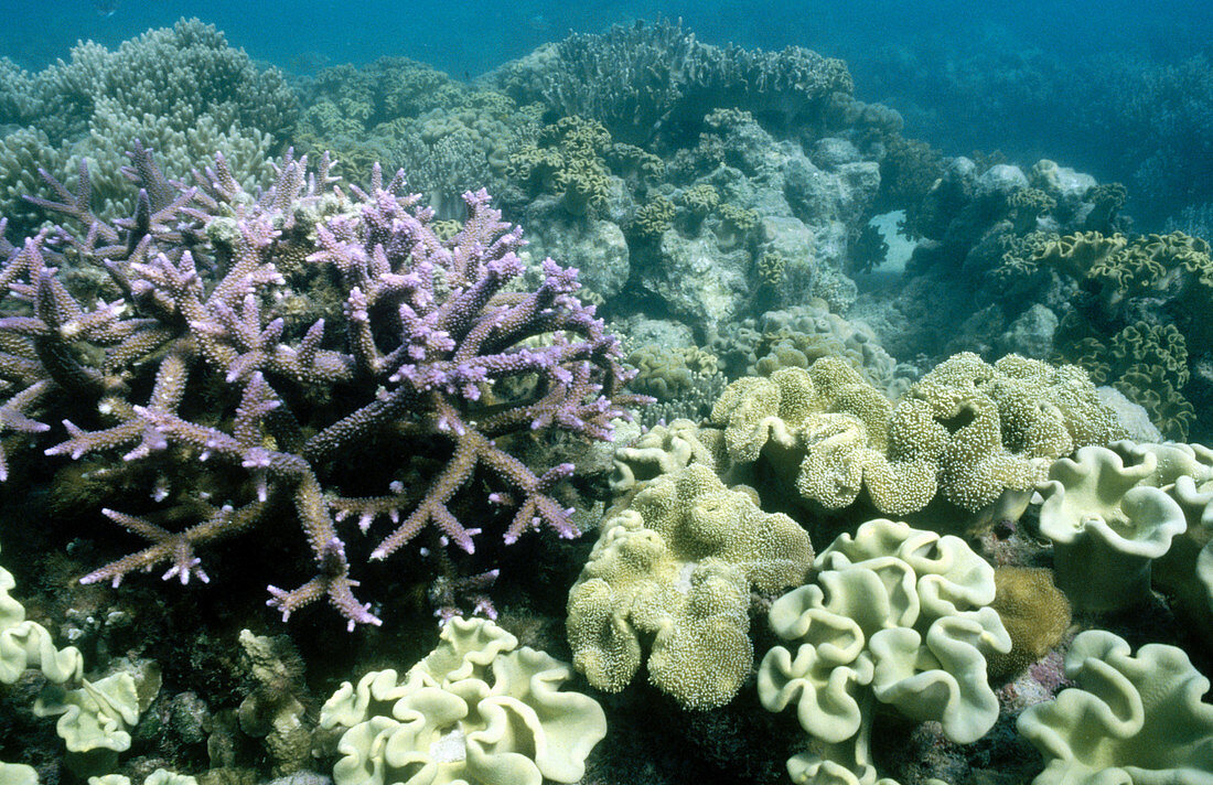 Coral. Great Barrier Reef. North of Cooktown. Cape York peninsula. Queensland. Australia