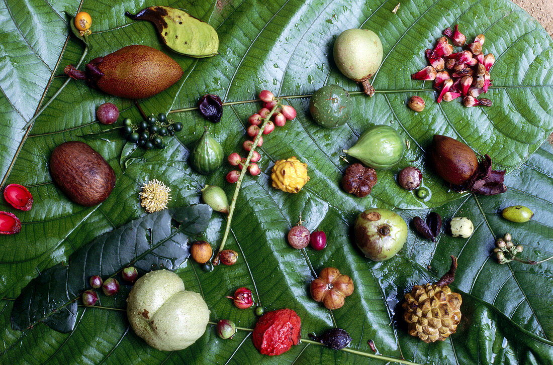 Fruits, Korup, Cameroon