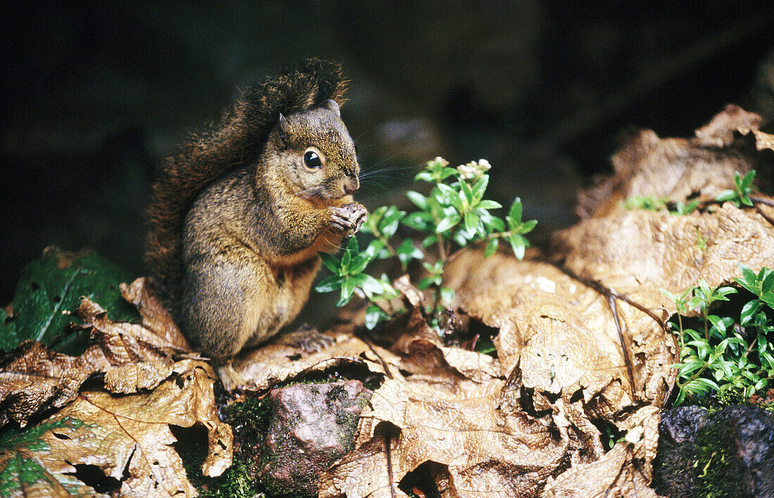 Squirrel. Costa Rica