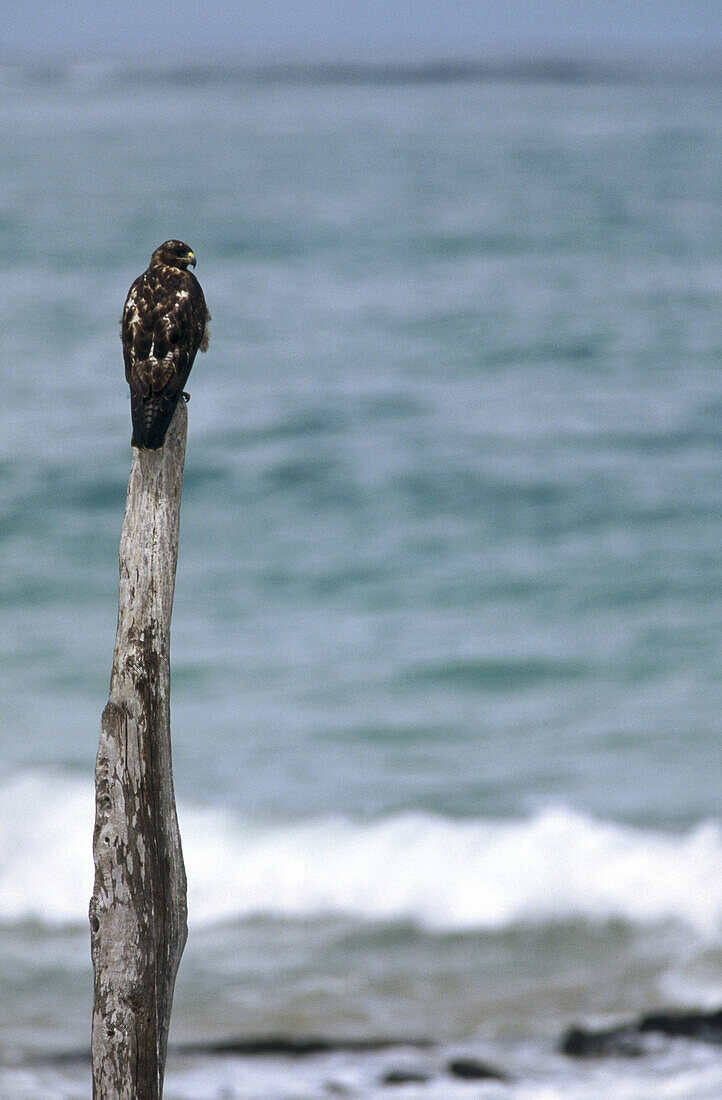 Galapagos Hawk (Buteo galapagoensis). Galapagos Islands, Ecuador