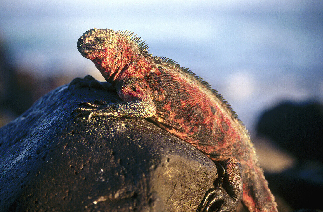 Marine Iguana (Amblyrhynchus cristatus). Galapagos Islands, Ecuador