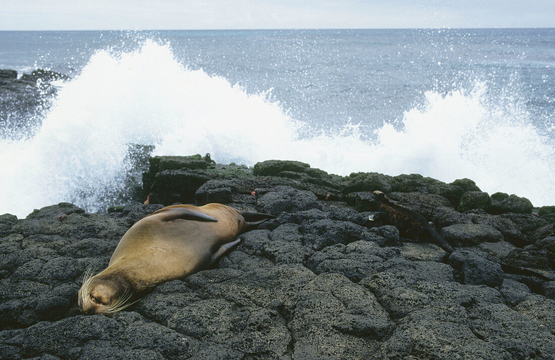 Galapagos Sea Lion (Zalophus californianus wollebacki). Galapagos Islands, Ecuador