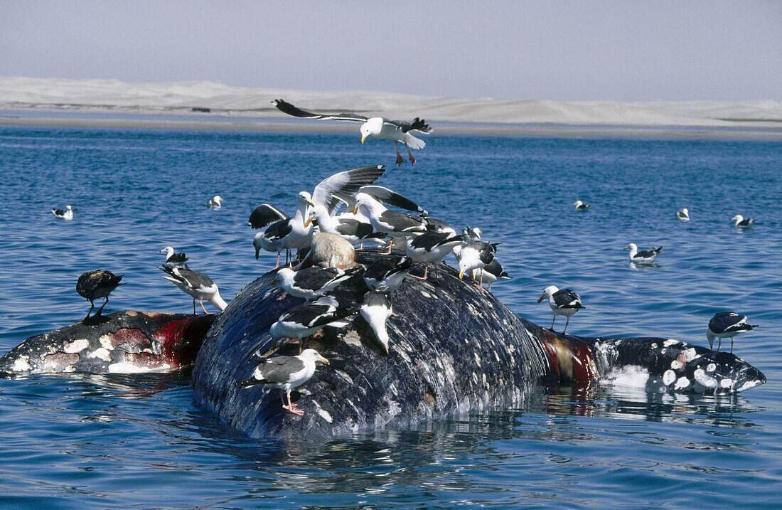Gray Whale (Eschrichtius robustus), El Vizcaíno Biosphere Reserve. Baja California, Mexico