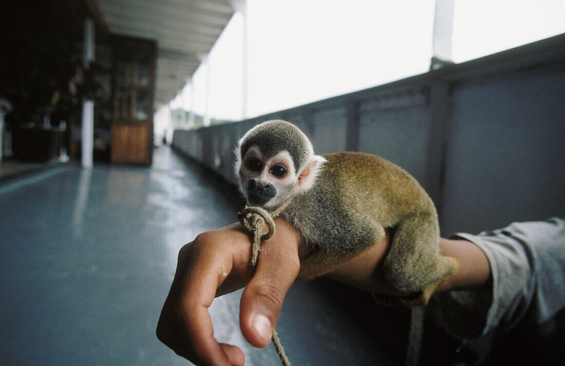Monkey. Amazonia, Peru