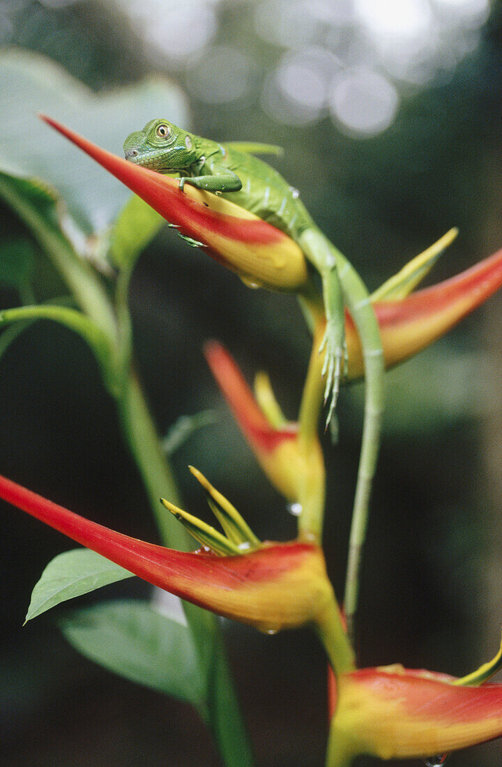 Lizard. Río San Juan, Nicaragua