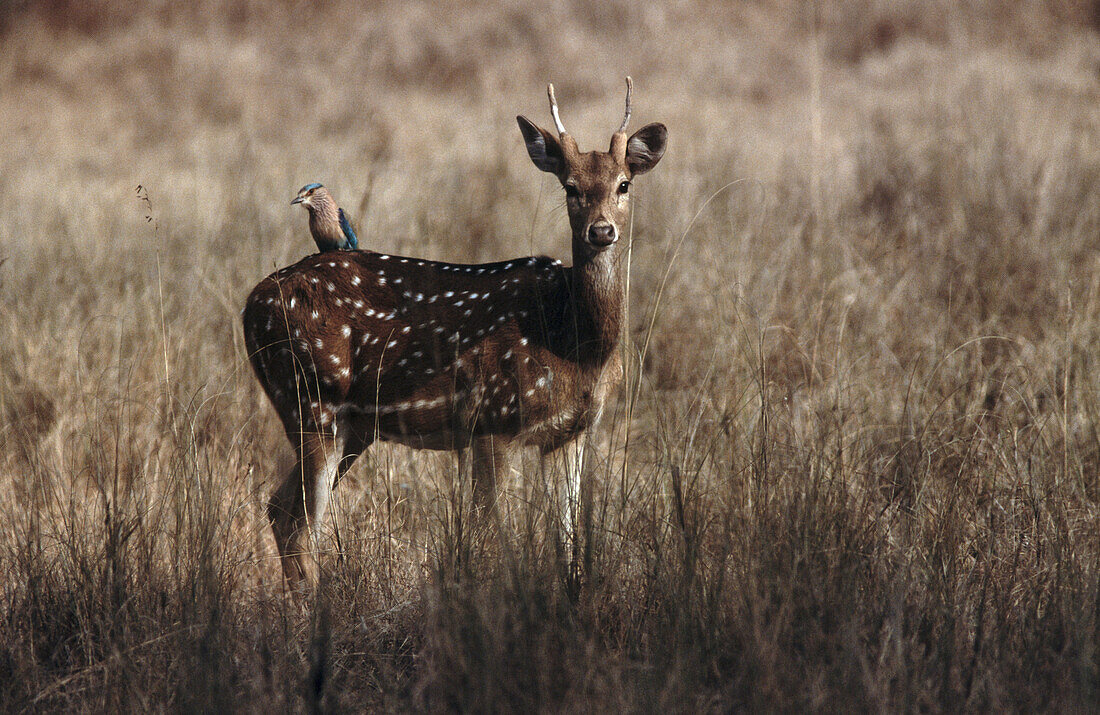 Bandhavgarh National Park. Madhya Pradesh, India