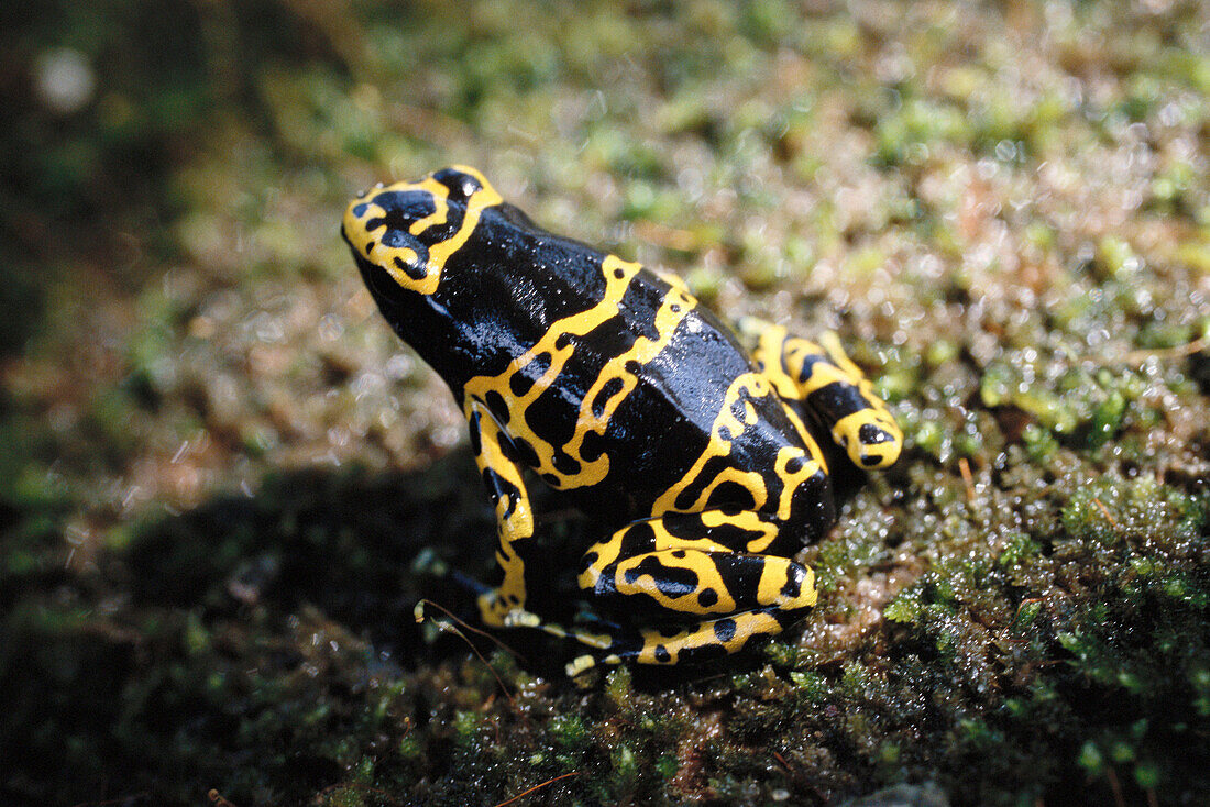 Poison Dart Frog (Dendrobates sp.). Auyán-tepui, Venezuela
