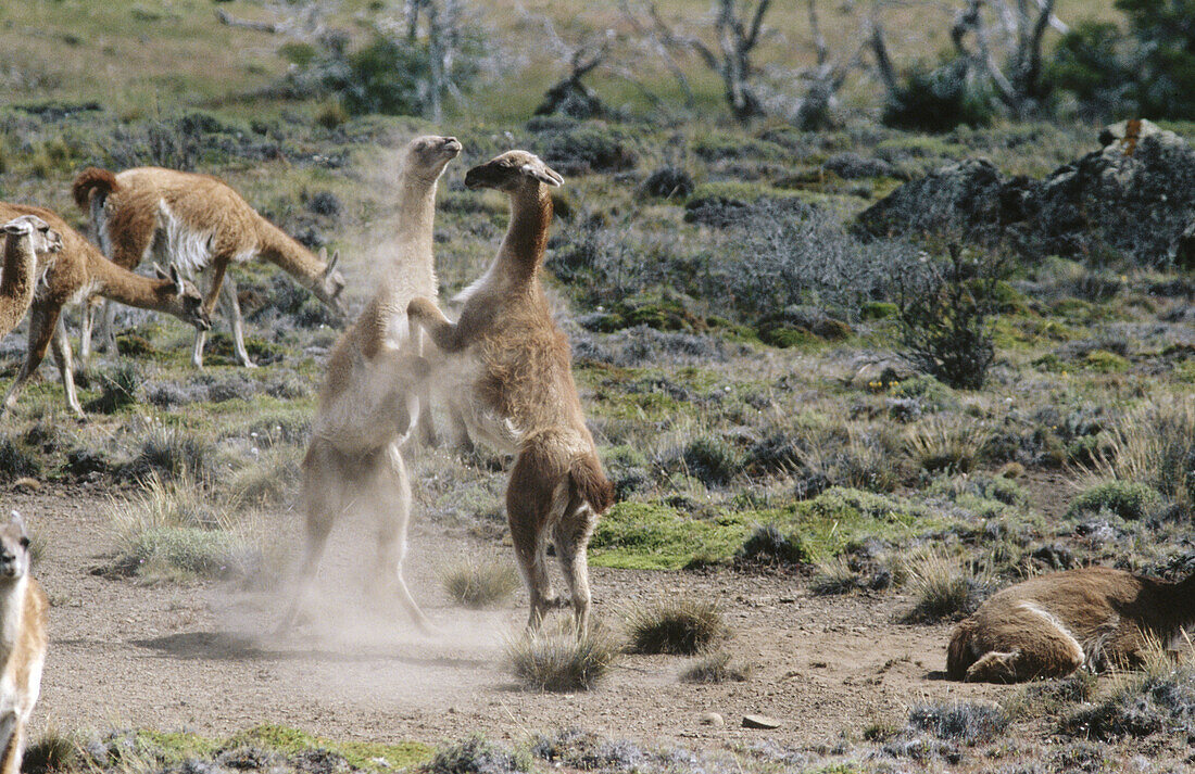 Guanaco (Lama guanicoe). Patagonia