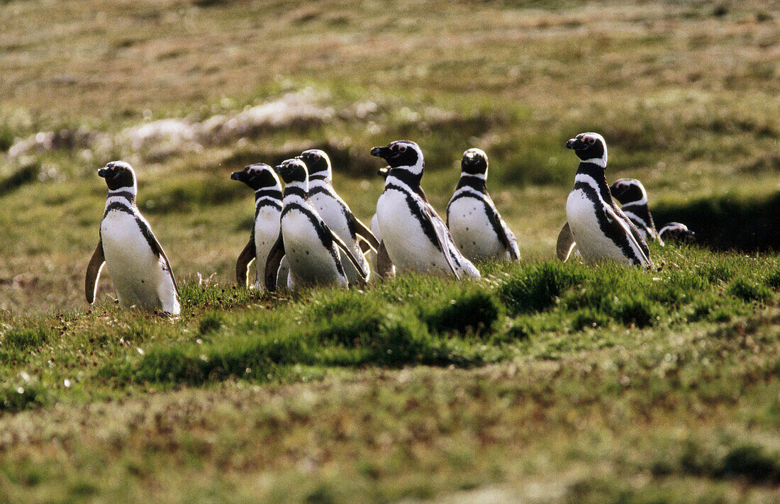 Magellanic Penguin (Spheniscus magellanicus)