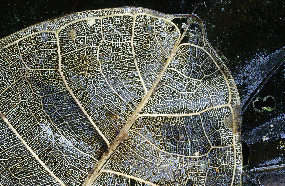 Tortuguero National Park. Costa Rica