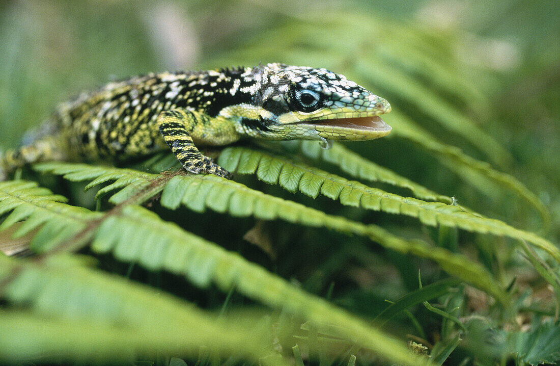 Iguaque Sanctuary, Biodiversity Day. Villa de Leyva, Colombia