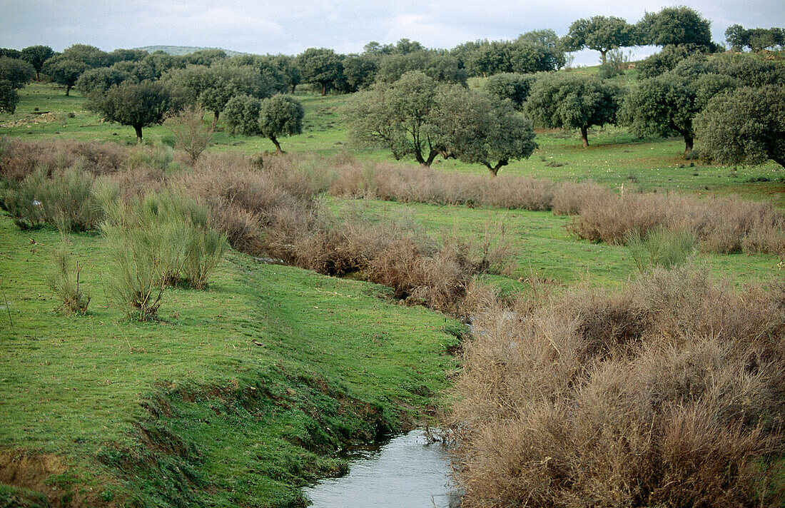 Oaks. Monfragüe Natural Park. Cáceres province. Extremadura. Spain.