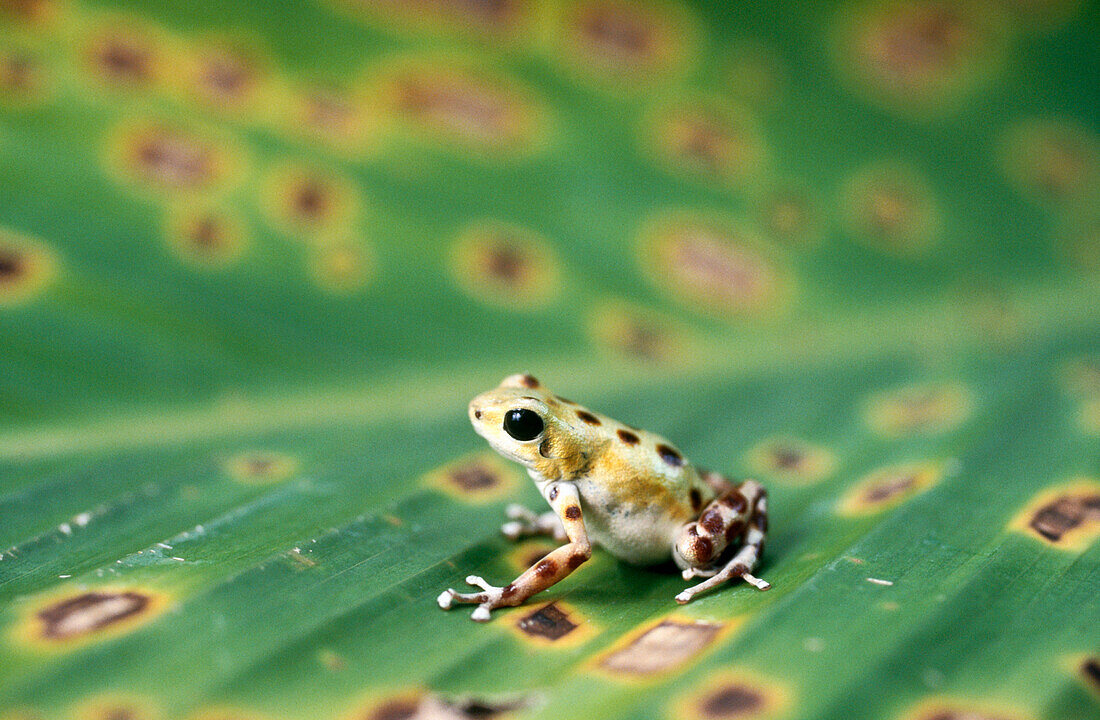 Strawberry Poison Dart Frog (Dendrobates pumilio). Bocas del Toro. Panama.
